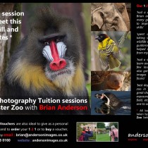 1 2 1 Photography at Chester Zoo