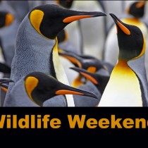 Wildlife Weekend