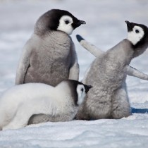 Antarctica ‘A Really Cool Place’